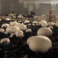 грибы на сити-ферме