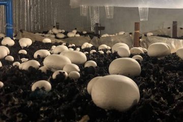 грибы на сити-ферме