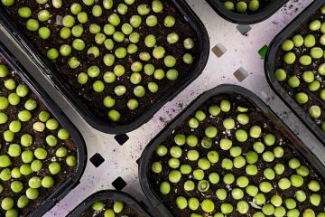 семена гороха на микрозелень в лотках