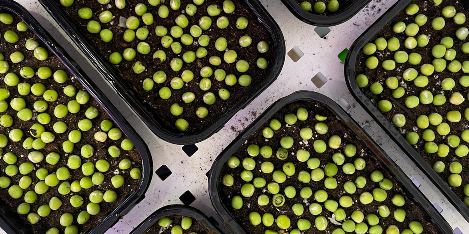 семена гороха на микрозелень в лотках