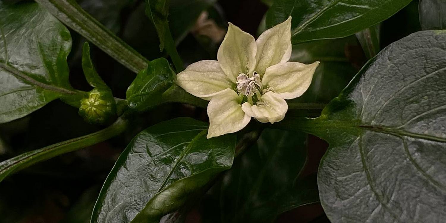Белый цветок болгарского перца