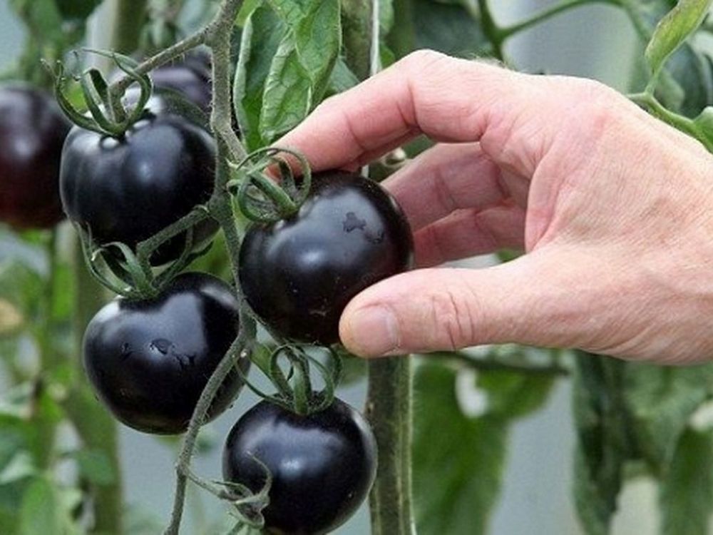 помидоры черная гроздь