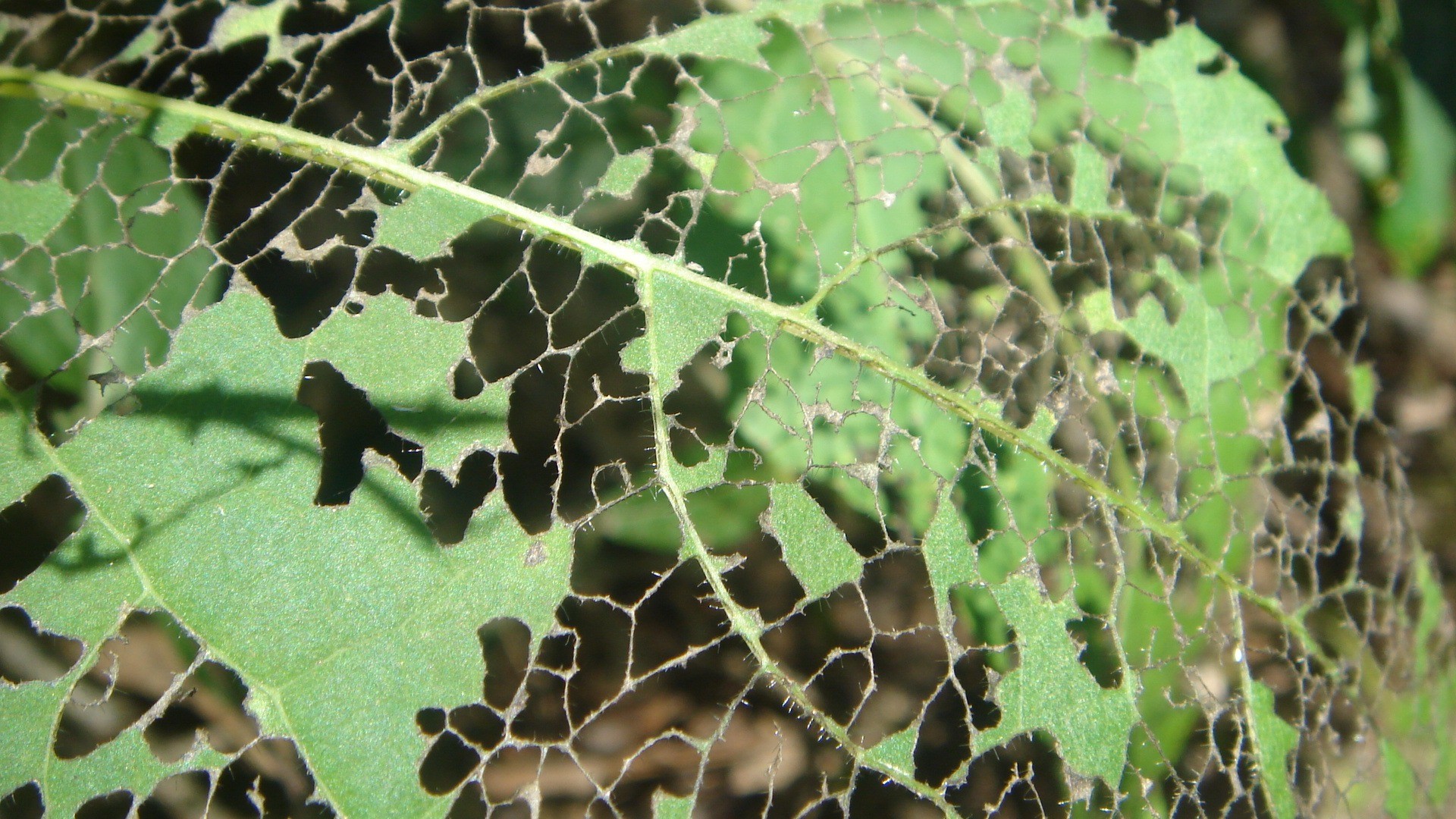 лист растения, объеденный гусеницами