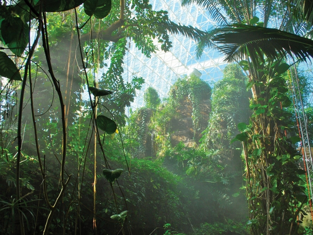 тропический лес в Биосфере-2