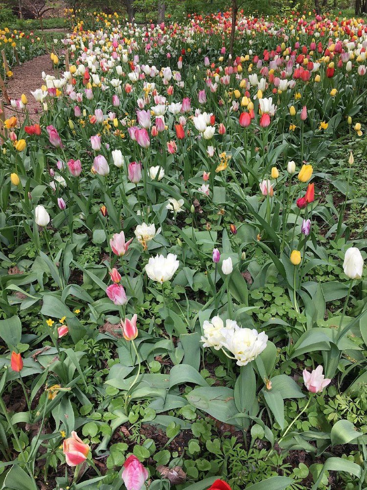 разноцветные тюльпаны в саду