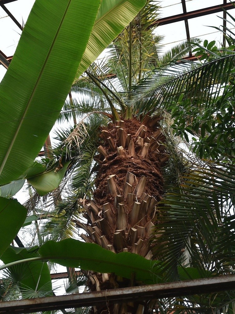 финиковая пальма в оранжерее