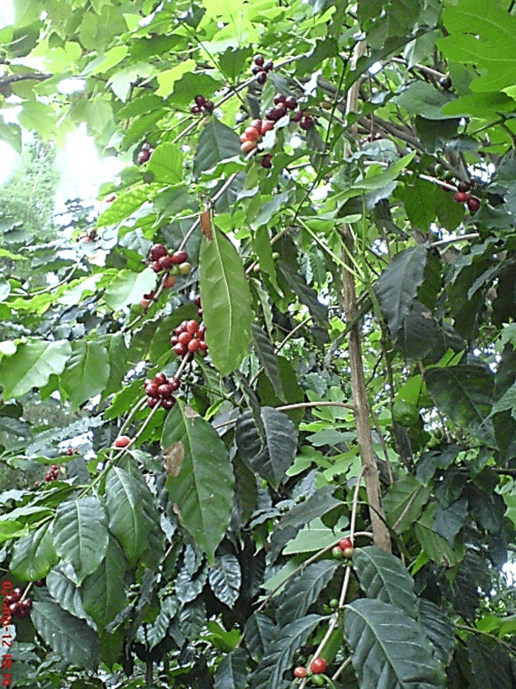 кофейное дерево с плодами