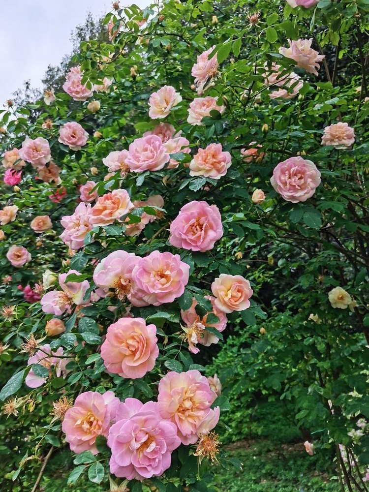 цветущие розы