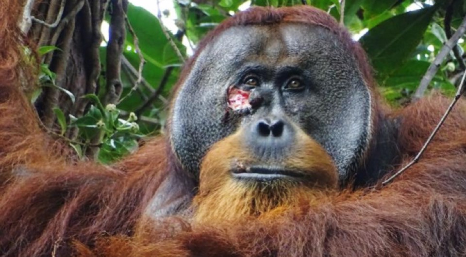Орангутан с раной на лице