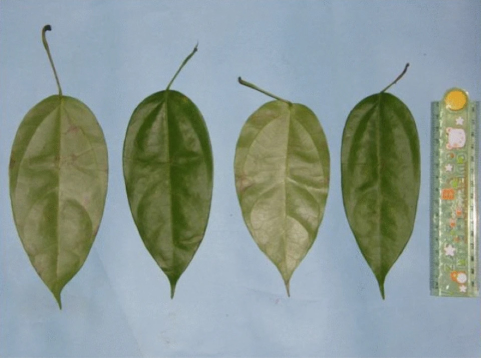 Листья Fibraurea tinctoria