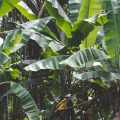Заросли банановых растений