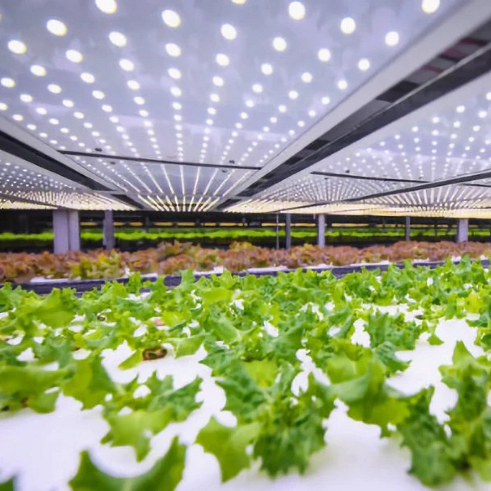 салат растет на гидропонике под LED-светильником