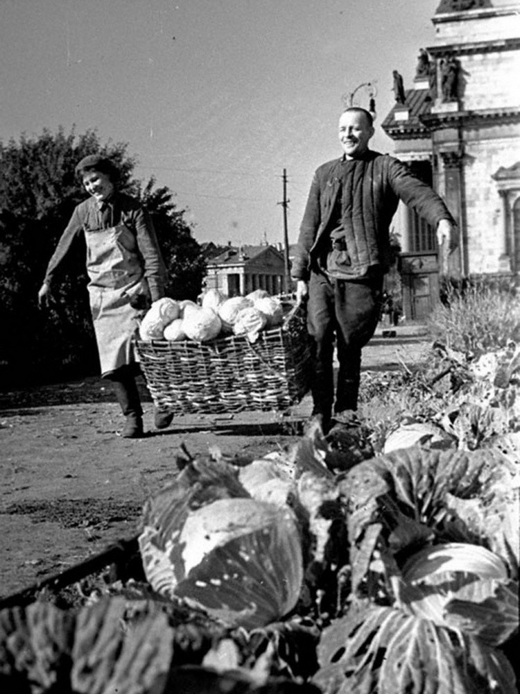 Работники одного из ленинградских госпиталей за сбором капусты, 1942 год