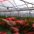 Растения клубники в теплице под светодиодным светильником красного спектра