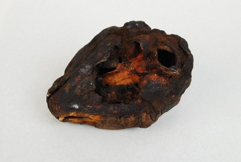 Мумифицированная голова кошки, найденная в катакомбах храма богини Пахт