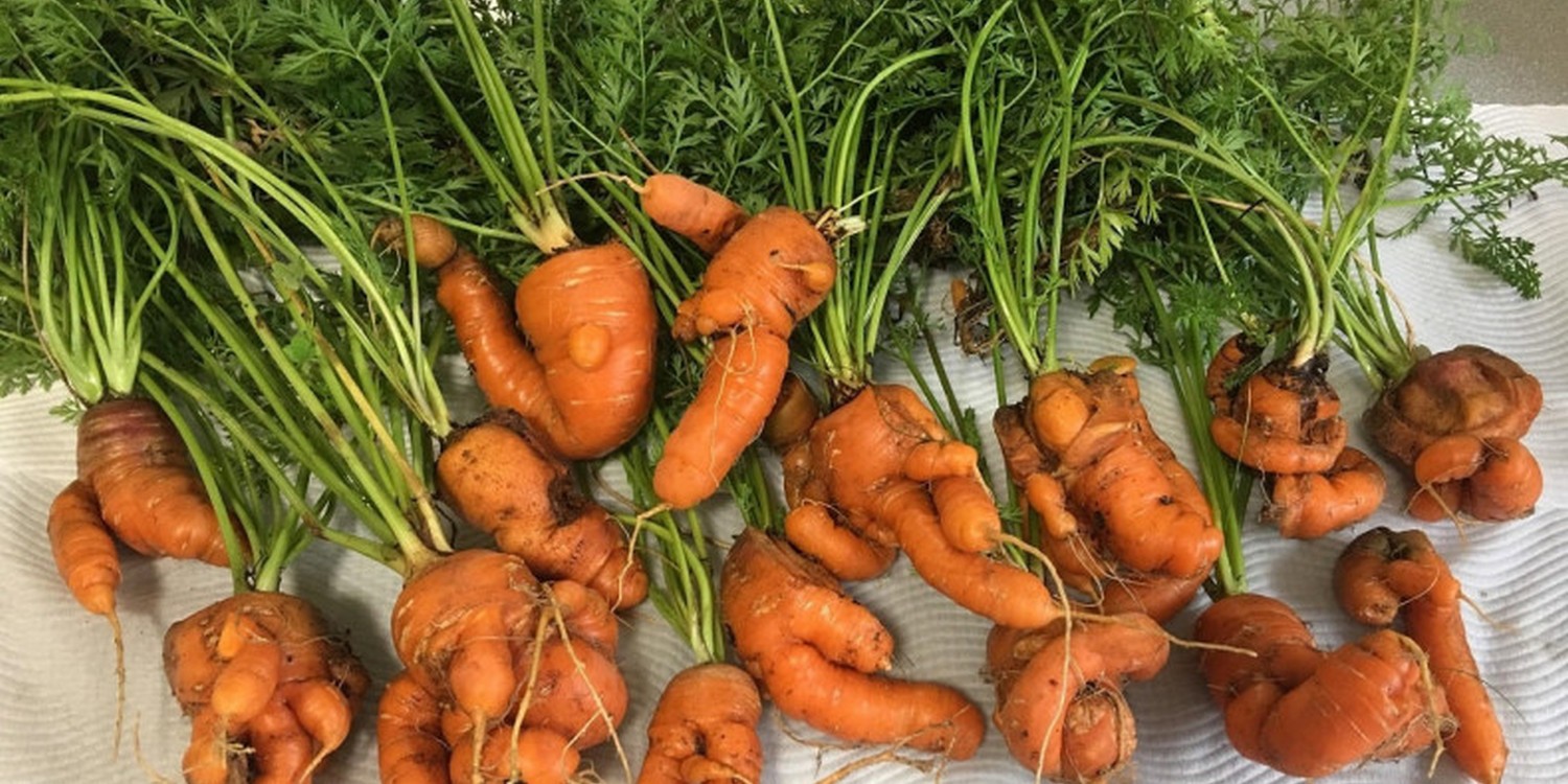 Много моркови неправильной формы с ботвой