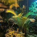 тропические растения в оранжерее
