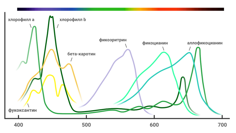 энергетические спектры поглощения базовых пигментов растения