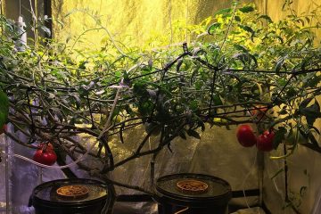 Помидоры растущие на гидропонике с искусственным освещением