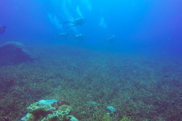 Дайверы проплывают над полем водорослей