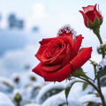 засыпанная снегом роза