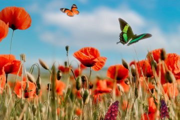 бабочки летают над цветами в поле