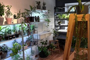 В комнате стоит несколько стеллажей с гастениями