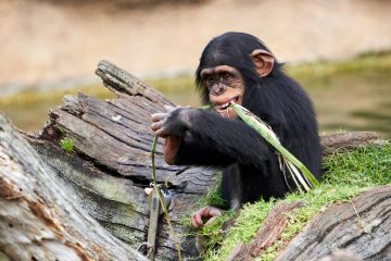 Шимпанзе жует стебель растения сидя на бревне
