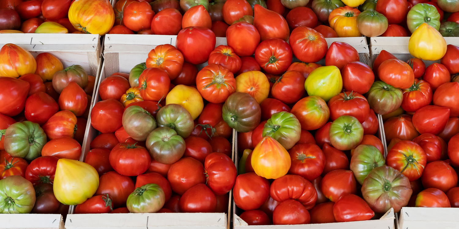 Много томатов разных сортов и разной степени зрелости в картонных коробках