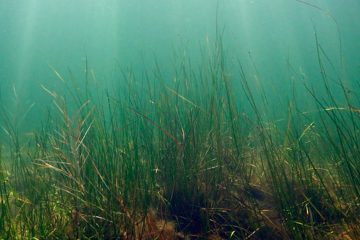 Морской взморник растёт на дне водоема