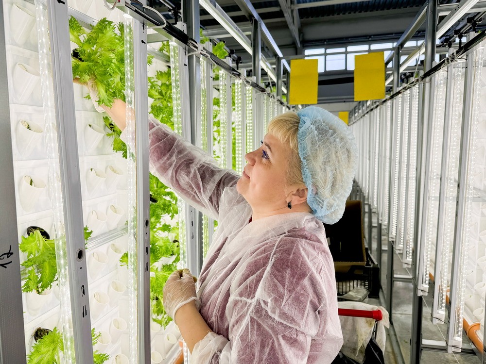 женщина собирает салат на вертикальной ферме