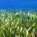 Посидония океаническая (Posidonia oceanica)