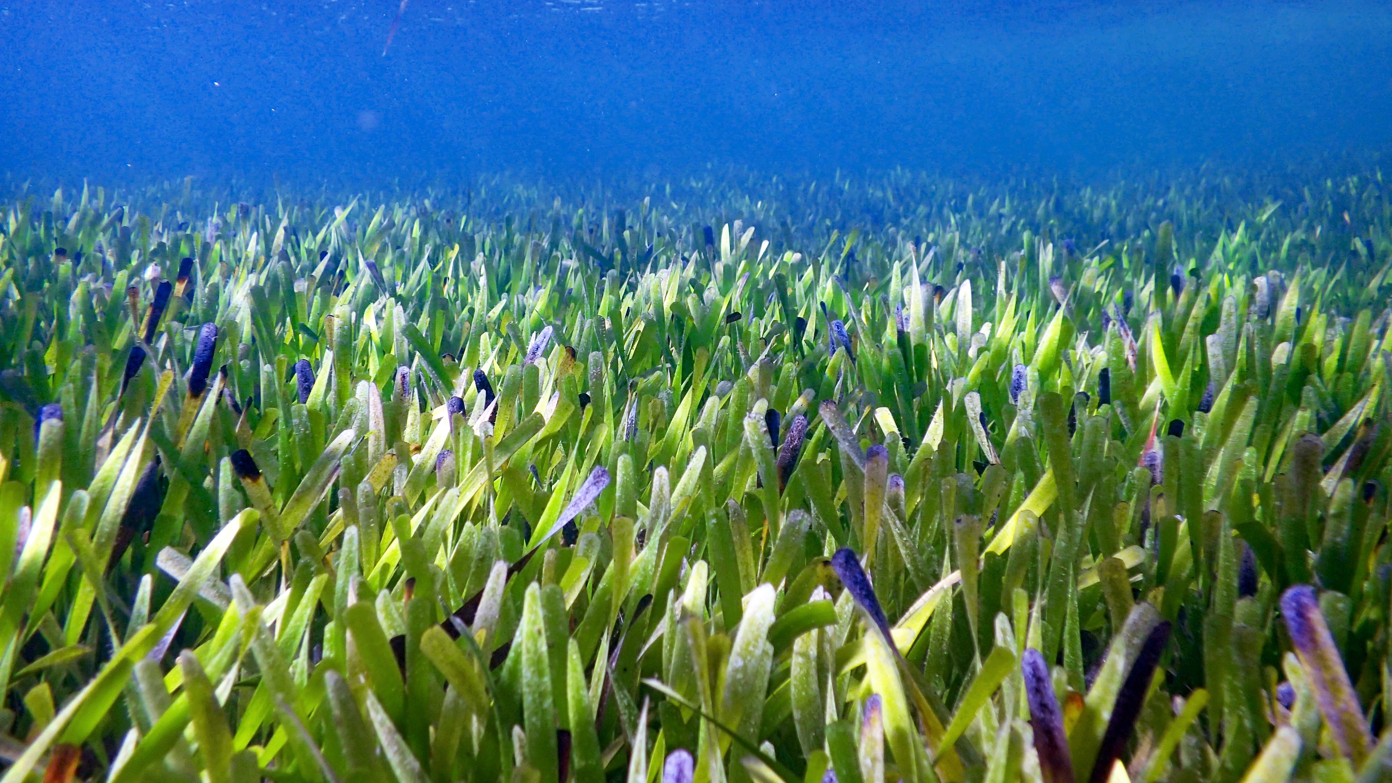 Посидония океаническая (Posidonia oceanica)