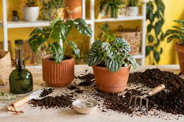 Растения в горшках, субстраты и инструменты растениевода на столе в просторной комнате