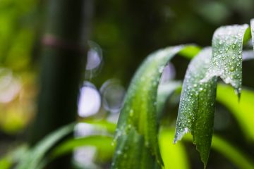 капли воды на листе тропического растения