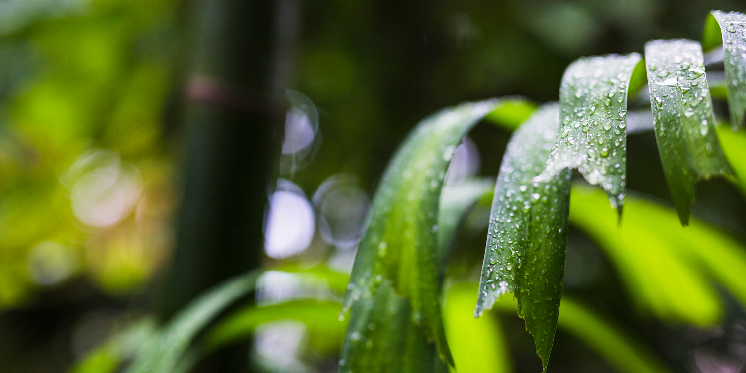 капли воды на листе тропического растения