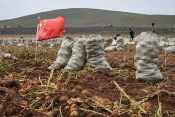 Мешки с картошкой стоят на поле во время уборки урожая. Рядом воткнут флаг Фитая