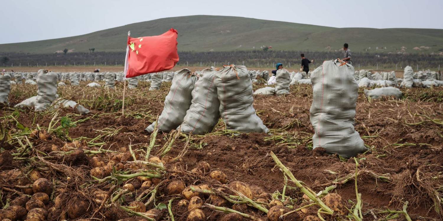 Мешки с картошкой стоят на поле во время уборки урожая. Рядом воткнут флаг Фитая