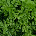 Листья кустарника крупным планом