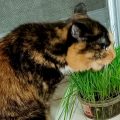 кошка ест траву на подоконнике