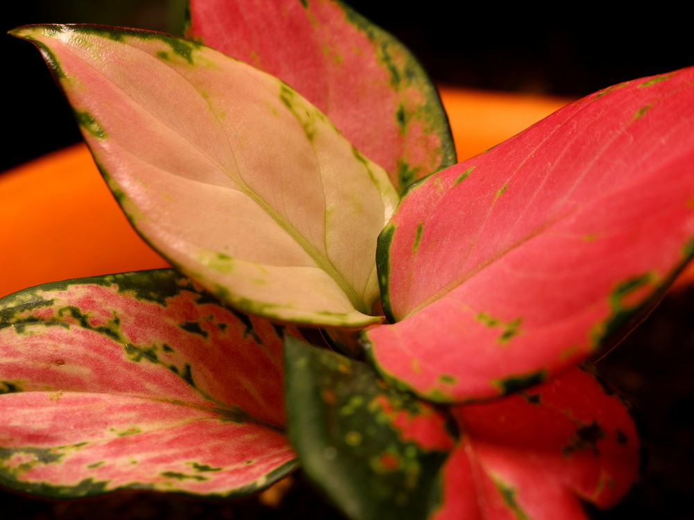 Аглаонема (Aglaonema)