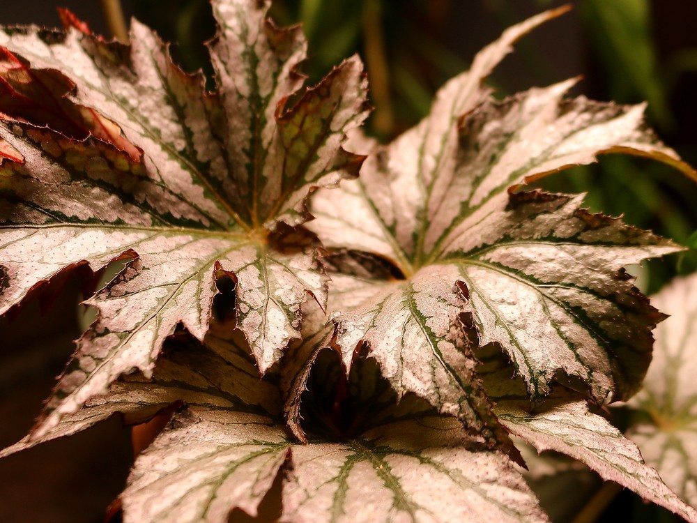 Бегония (Begonia)