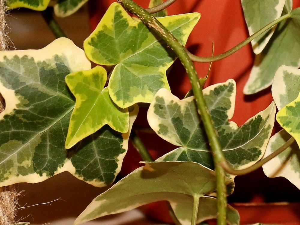 Плющ обыкновенный (Hedera helix)