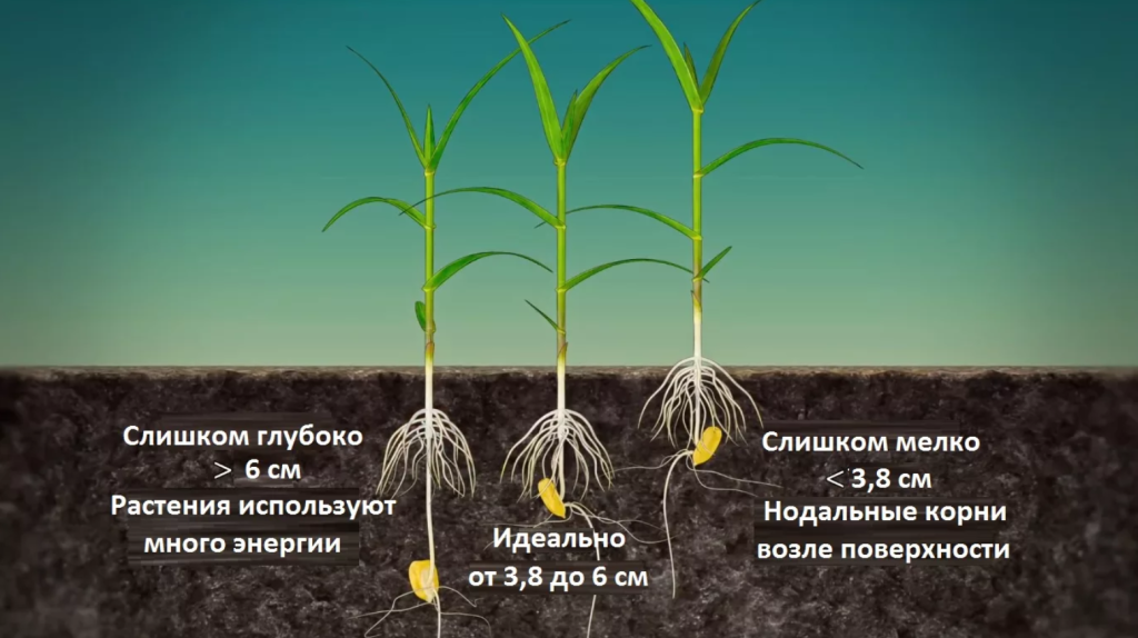 Схема, на которой показано как выбрать правильную глубину для посадки семян