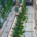 Огурцы растут в теплице в подвешенных трубах