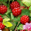 Крупные, спелые ягоды княженики на кусте