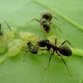 На листе растения находится несколько особей тли и три муравья
