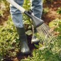человек в резиновых сапогах поливает грядки из лейки