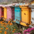 На лугу с фиолетовымииоранжевыми цветами стоят яркие разноцветные деревянные ульи, по которым ползают пчёлы