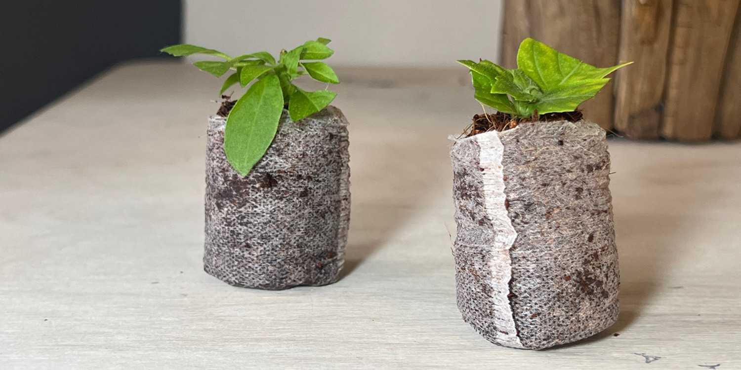 клоны растений растут в кокосовых таблетках